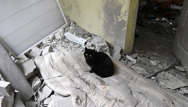 瓦礫の散乱する病室に佇むネコ（ルガンスク人民共和国・ノボアイダル、29日） - Sputnik 日本
