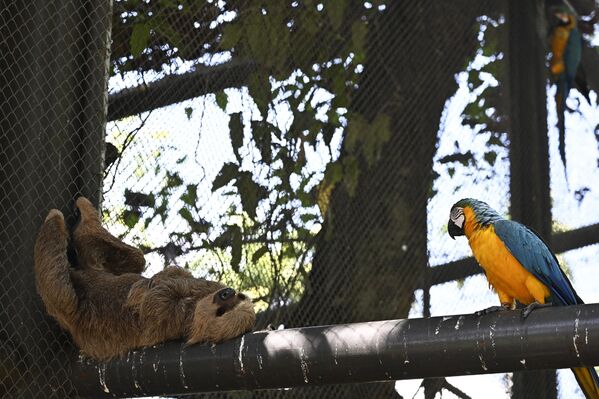 リオデジャネイロ動物園で撮影されたナマケモノとコンゴウインコ（ブラジル・リオデジャネイロ、27日） - Sputnik 日本
