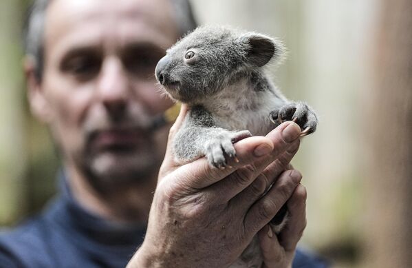 動物園で体重測定のため飼育員に抱かれるコアラの赤ちゃん（ドイツ・デュースブルク、8日） - Sputnik 日本