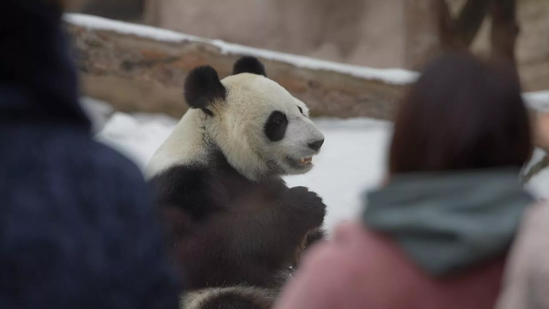 モスクワ動物園のパンダ