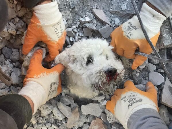 地震発生から3日後、建物の瓦礫の中から救出される犬（南部ハタイ、9日） - Sputnik 日本