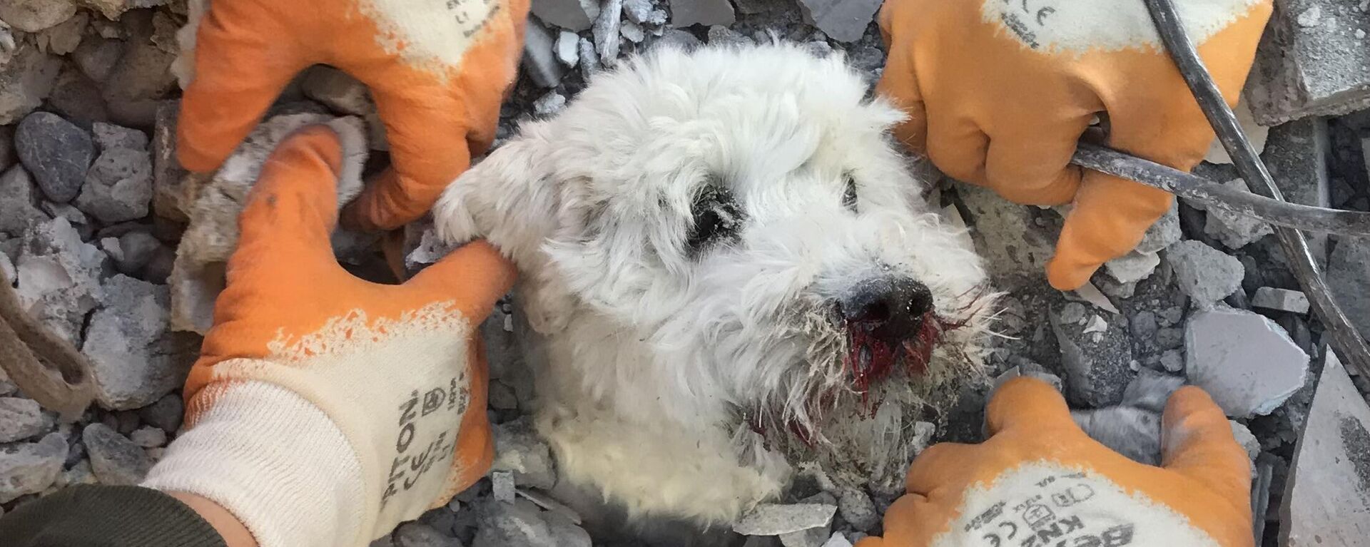 地震発生から3日後、建物の瓦礫の中から救出される犬（南部ハタイ、9日） - Sputnik 日本, 1920, 16.02.2023