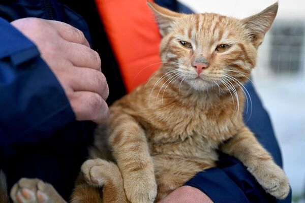 地震発生から248時間後に救出された猫（南部カフラマンマラシュ、16日） - Sputnik 日本