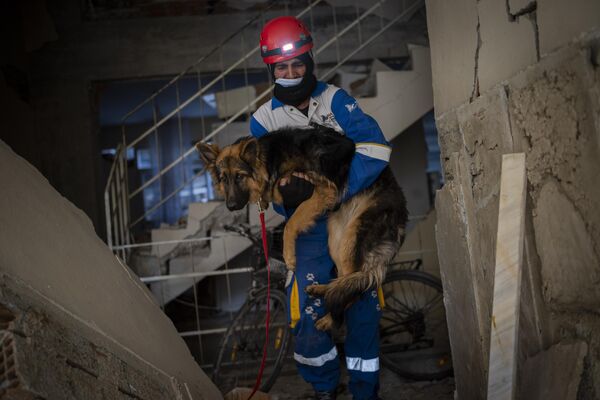家の中に7日間閉じ込められていたところを動物保護団体に救出された犬（南部アンタキヤ、12日） - Sputnik 日本