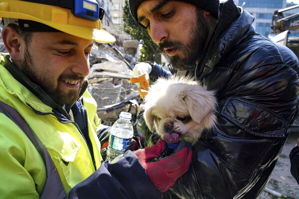 救助隊員に水を与えられる犬（南部ハタイ、10日） - Sputnik 日本