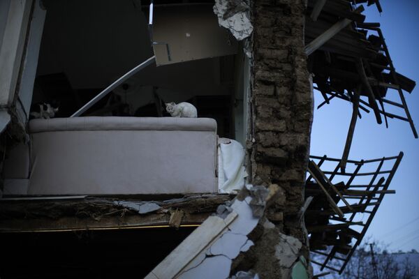 損壊した建物に取り残された2匹の猫（ポラット、12日） - Sputnik 日本