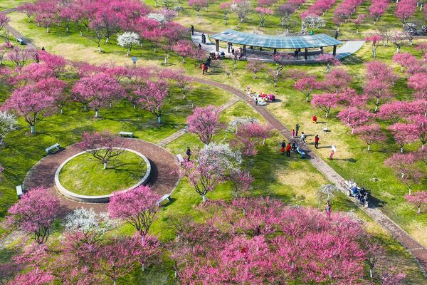 梅の花を観賞する人々（中国・浙江省寧波市、16日） - Sputnik 日本