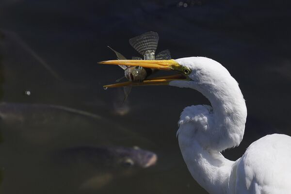 チャプルテペック公園の人造湖で魚を捕らえる白鷺（メキシコ・メキシコシティ、4日） - Sputnik 日本