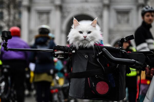 サイクルイベントに飼い主と一緒に参加する猫（英ロンドン、5日） - Sputnik 日本