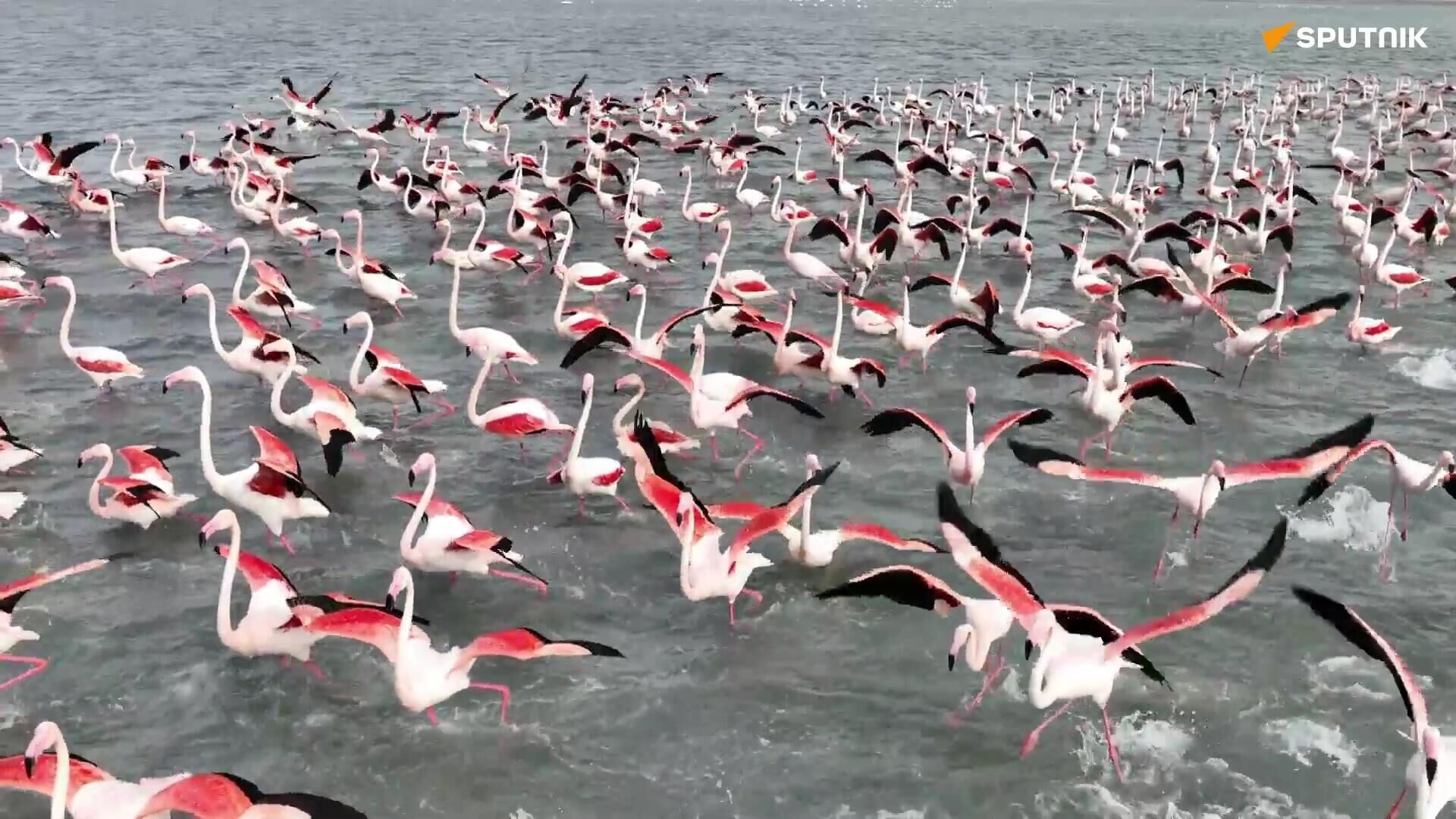 ピンク色の世界　数百羽のフラミンゴがカザフスタンの湖に立ち寄る - Sputnik 日本, 1920, 15.03.2023
