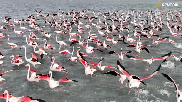 ピンク色の世界　数百羽のフラミンゴがカザフスタンの湖に立ち寄る - Sputnik 日本