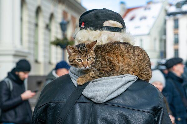 プーシキン記念碑の保存を求める集会に連れてこられた猫（ラトビア・リガ、13日） - Sputnik 日本