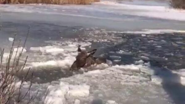 「冒険」に失敗　氷に落下したヘラジカが救出される　モスクワ州 - Sputnik 日本