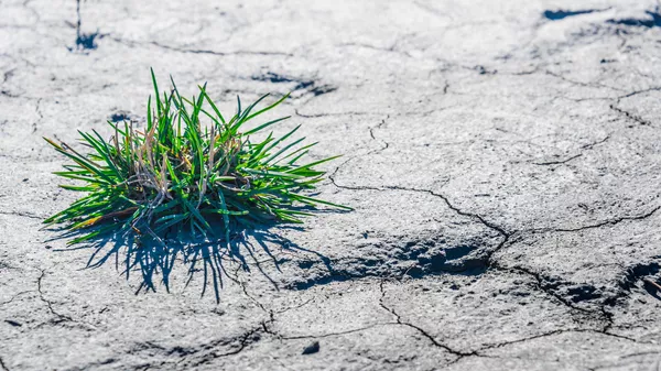 吸い上げられた土の上の植物 - Sputnik 日本