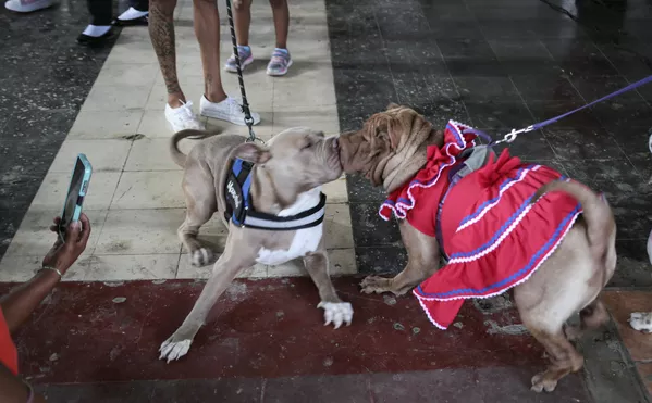 先住民族コミュニティ・モニンボにある教会で、犬の聖人・聖ラザロを記念するミサに参加する犬たち(ニカラグア・マサヤ、26日) 先住民族コミュニティ・モニンボにある教会で、犬の聖人・聖ラザロを記念するミサに参加する犬たち(ニカラグア・マサヤ、26日) - Sputnik 日本