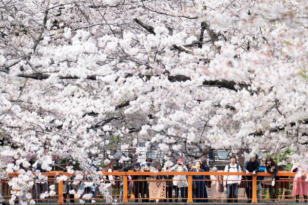 目黒川で満開の桜を撮影する人々（東京都、31日） - Sputnik 日本
