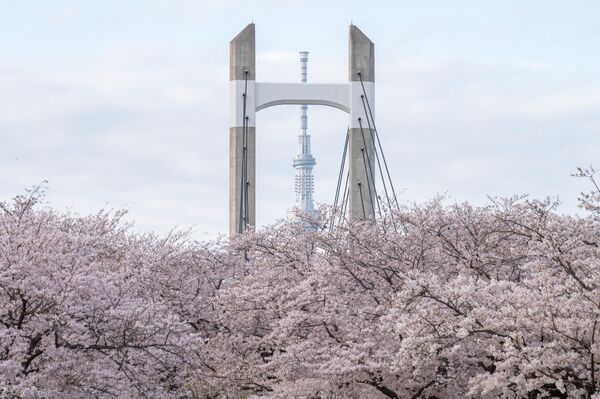 桜の向こうに見える東京スカイツリー（東京都・千代田区、28日） - Sputnik 日本
