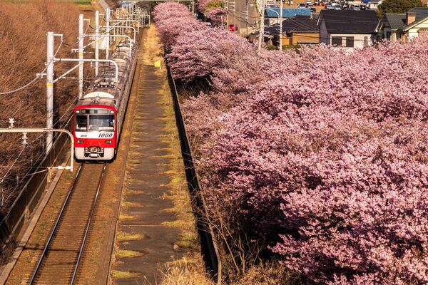 京急線沿いに連なる桜並木（神奈川県・三浦市、2月27日） - Sputnik 日本