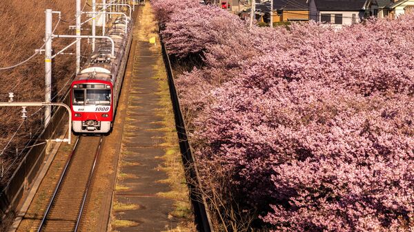 京急線沿いに連なる桜並木（神奈川県・三浦市、2月27日） - Sputnik 日本