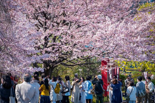 桜の木の下に集まる人々（東京都、19日） - Sputnik 日本