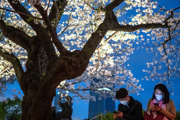 六本木の桜の下に座る人々（東京都・港区、29日） - Sputnik 日本