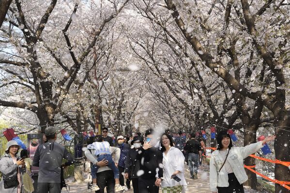 公園で満開の桜の木の下を散歩する人々（韓国・ソウル、2日） - Sputnik 日本