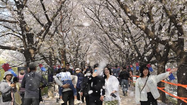 公園で満開の桜の木の下を散歩する人々（韓国・ソウル、2日） - Sputnik 日本