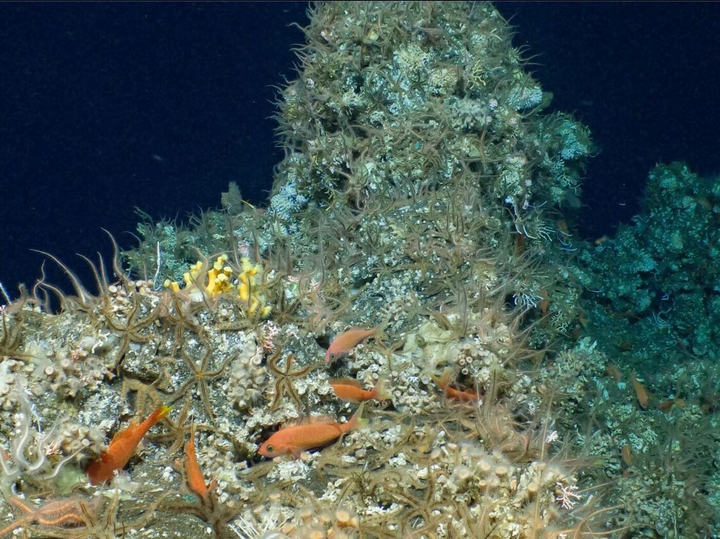 ガラパゴス諸島の深海で手つかずのサンゴ礁が見つかる - 2023年4月19日