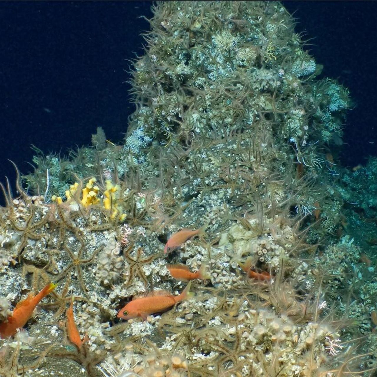 ガラパゴス諸島の深海で手つかずのサンゴ礁が見つかる - 2023年4月19日