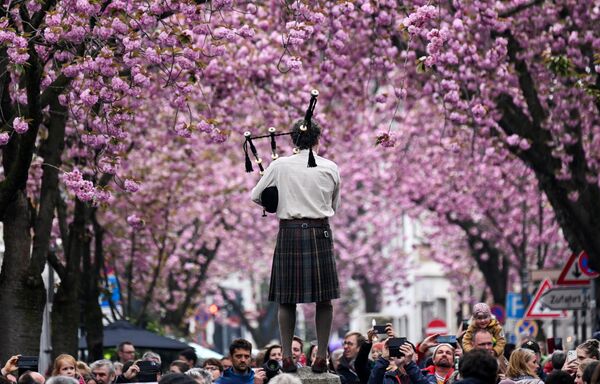 ヘーア通りの桜並木でバグパイプを演奏する音楽家（ドイツ・ボン、16日） - Sputnik 日本