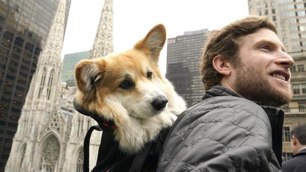 ロックフェラー・センターで行われた伝統のドッグショー「ウェストミンスター・ケネルクラブ・ドッグショー」のプレスプレビューに出席した映画監督のブライアン・ライズバーグさんと飼い犬のコーギー（米ニューヨーク、27日） - Sputnik 日本