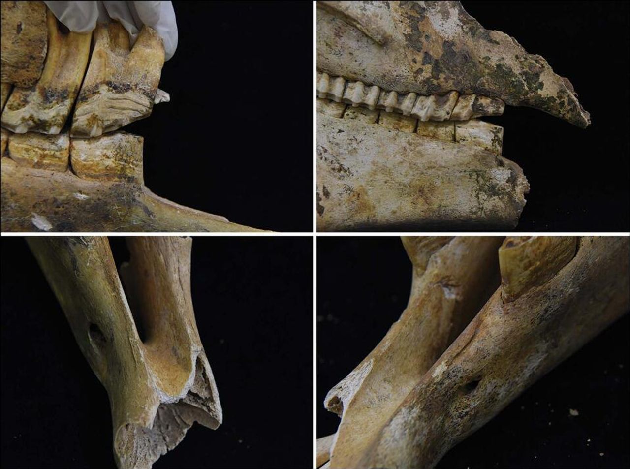 中国で約2500年前に埋葬された馬車発見 馬車には馬がつながれていた
