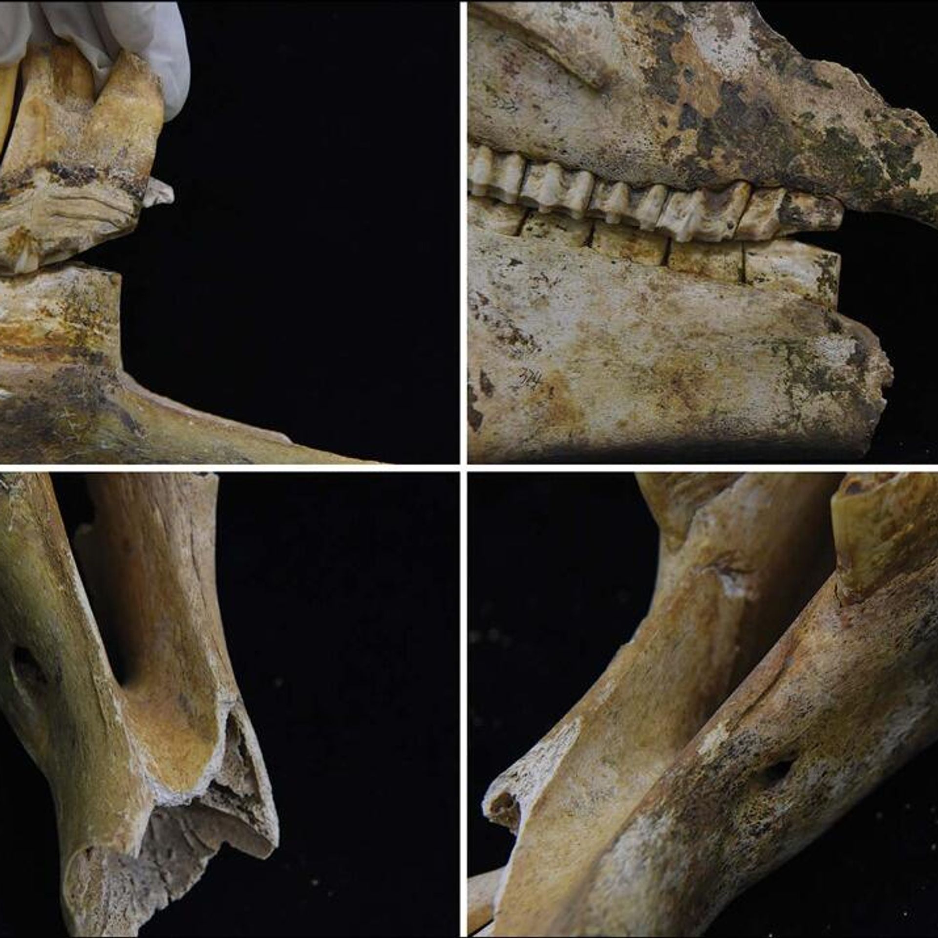 中国で約2500年前に埋葬された馬車発見 馬車には馬がつながれていた