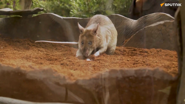 地雷を嗅ぎ分ける巨大ネズミ、動物園の「大使」に　米 - Sputnik 日本