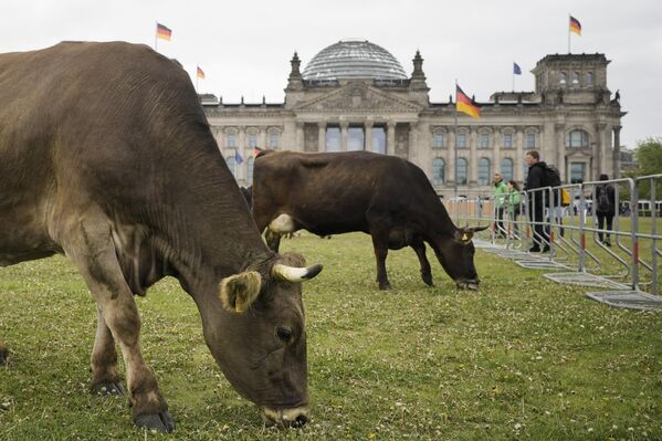 環境保護団体「グリーンピース」が抗議活動を行う中、国会議事堂前で草を食む牛（ドイツ・ベルリン、16日） - Sputnik 日本