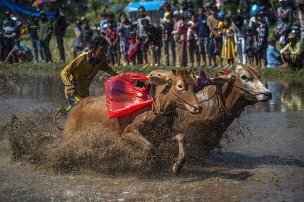 伝統な牛追いレースで、2頭の牛に乗る男性（インドネシア・プロボリンゴ、21日） - Sputnik 日本