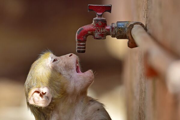喉の渇きを癒すため、水道の蛇口から水を飲もうとするサル（インド・プラヤーグラージ、20日） - Sputnik 日本