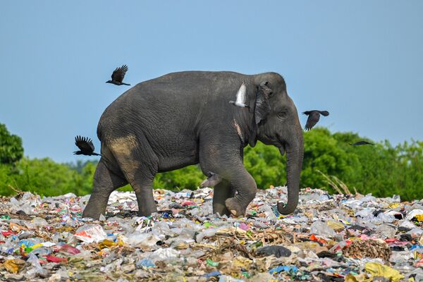 ゴミ捨て場でプラスチック廃棄物が混じったゴミを食べる野生のゾウ（スリランカ・アンパラ地区、3日） - Sputnik 日本