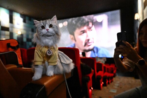 「i-Tail Pet Cinema」オープン初日、館内の座席に座る猫（タイ・サムットプラカーン、10日） - Sputnik 日本