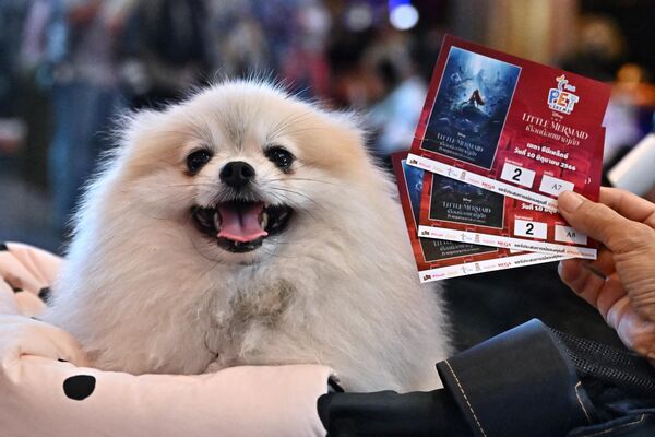 「i-Tail Pet Cinema」オープン初日、映画『リトルマーメイド』の上映を待つ犬（タイ・サムットプラカーン、10日） - Sputnik 日本
