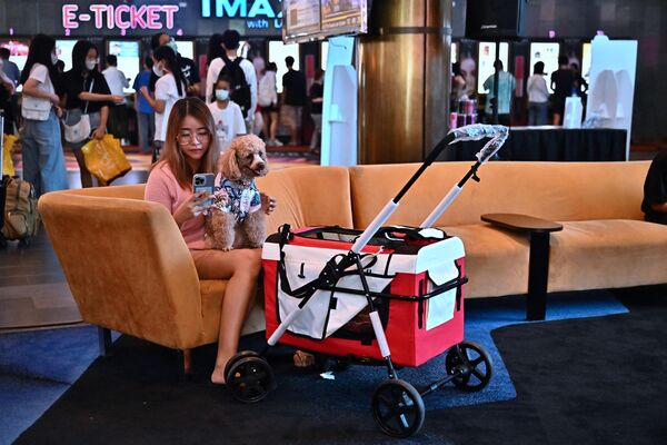 「i-Tail Pet Cinema」オープン初日、ペットの犬と映画の上映を待つ女性（タイ・サムットプラカーン、10日） - Sputnik 日本