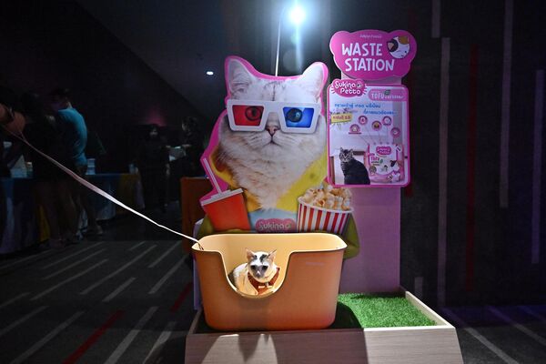 「i-Tail Pet Cinema」オープン初日、館内に設置された猫用トイレに座る猫（タイ・サムットプラカーン、10日 - Sputnik 日本