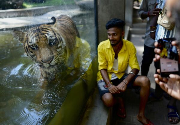 国立動物園で、ガラス越しにベンガルトラと一緒に写真を撮る男性（スリランカ・コロンボ、27日） - Sputnik 日本