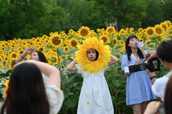 ひまわり畑で記念撮影をする人々（中国・北京、2日） - Sputnik 日本
