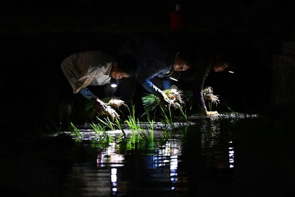 夜間に田植えをする農家（ベトナム・ハノイ、1日） - Sputnik 日本