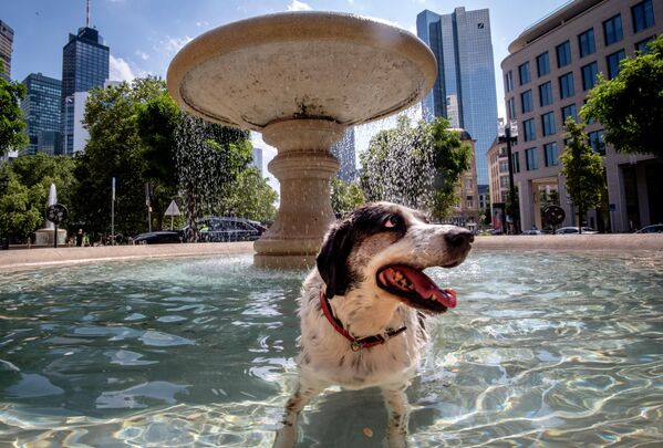 噴水で涼む犬（ドイツ・フランクフルト、11日） - Sputnik 日本