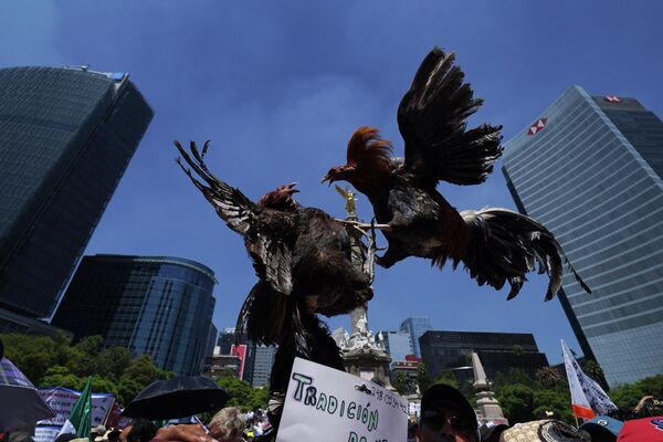闘鶏や闘牛などのブラッド・スポーツを禁止する法律案に反対し、闘鶏の剥製を掲げて行進するブリーダーたち（メキシコ・メキシコシティ、13日） - Sputnik 日本