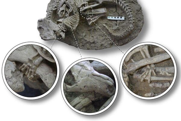 Окаменелость с запутанными скелетами Psittacosaurus lujiatunensis и Repenomamus robustus, показывающая детали их взаимодействия - Sputnik 日本