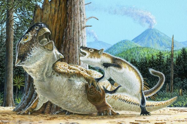 Иллюстрация, показывающая, как Repenomamus robustus атакует Psittacosaurus lujiatunensis - Sputnik 日本