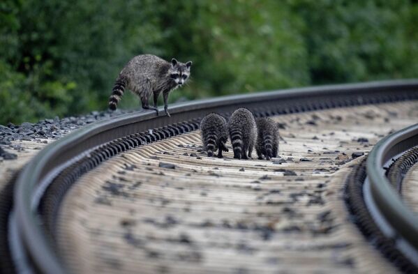 線路に沿って歩くアライグマの家族（独ヘッセン州ヴェールハイム） - Sputnik 日本